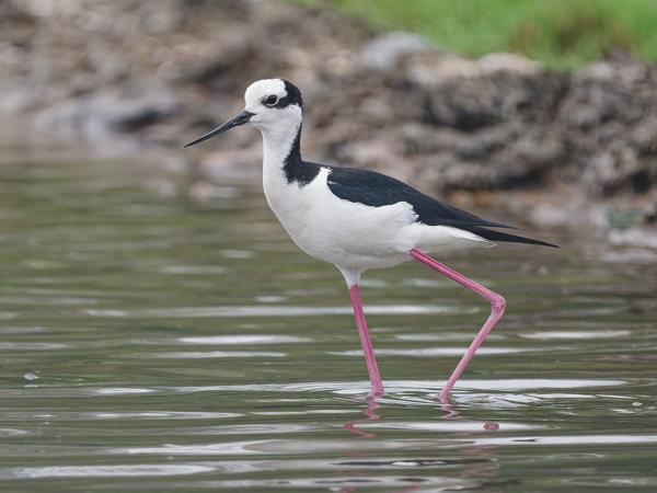 Zuid-amerikaanse steltkluut (Himantopus mexicanus ssp. melanurus)